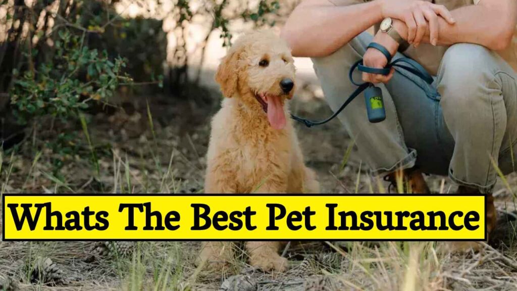 Whats The Best Pet Insurance A Comprehensive Analysis of Top Companies in 2024