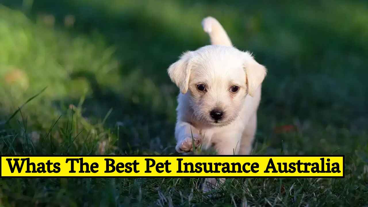 Whats The Best Pet Insurance Australia 2024 Serilivenews   Whats The Best Pet Insurance Australia 