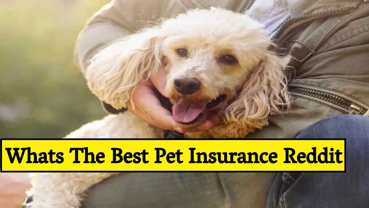 Whats The Best Pet Insurance Reddit Exploring the Best Pet Insurance